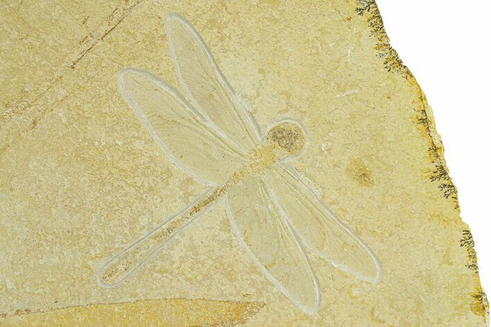 Stunning Fossil Dragonfly (Cymatophlebia) - Solnhofen Limestone #280448